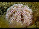 https://image.noelshack.com/fichiers/2019/45/6/1573277314-flower-urchin-venenous-dangerous.jpg