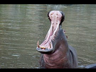 https://image.noelshack.com/fichiers/2019/45/6/1573281438-271px-hippo-mouth-opening.jpg