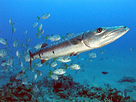 https://image.noelshack.com/fichiers/2019/45/6/1573283641-great-barracuda-off-the-netherland-antilles.jpg