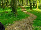 https://image.noelshack.com/fichiers/2019/47/3/1574278550-foret7.png
