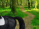 https://image.noelshack.com/fichiers/2019/47/3/1574278561-foret6.png
