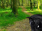 https://image.noelshack.com/fichiers/2019/47/3/1574278613-foret2.png
