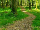 https://image.noelshack.com/fichiers/2019/47/3/1574278626-foret1.png