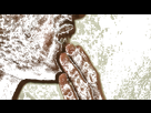 https://image.noelshack.com/fichiers/2019/48/6/1575153472-1575136735564.gif