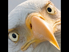https://image.noelshack.com/fichiers/2019/49/7/1575821524-a31f0707-eba5-485a-97bc-84c714827036.jpeg