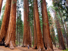 https://image.noelshack.com/fichiers/2019/49/7/1575828987-203745-sequoia-national-park.jpg