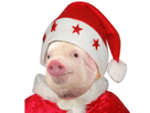 https://image.noelshack.com/fichiers/2019/50/5/1576263701-1575186403-9.jpg