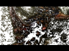 https://image.noelshack.com/fichiers/2019/51/2/1576588132-b2ren.gif