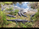 https://image.noelshack.com/fichiers/2019/51/2/1576600571-alligators-in-everglades-national-park-florida.jpg