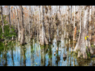 https://image.noelshack.com/fichiers/2019/51/2/1576600622-96872639-typical-cypress-forest-in-everglades-national-park-florida.jpg