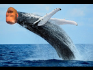 https://image.noelshack.com/fichiers/2019/51/3/1576692899-risitas-baleine.png