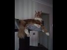 https://image.noelshack.com/fichiers/2019/51/4/1576745948-img-20191203-164752.jpg
