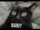 https://image.noelshack.com/fichiers/2019/51/4/1576752748-nani-1.jpg
