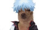 https://image.noelshack.com/fichiers/2019/51/5/1576838799-chien-gintoki.png