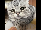 https://image.noelshack.com/fichiers/2019/52/3/1577304714-images-43.jpg