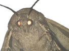 https://image.noelshack.com/fichiers/2020/01/7/1578255146-moth.png