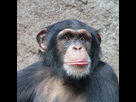 https://image.noelshack.com/fichiers/2020/03/2/1578981475-309f208701-50037129-600px-chimpanzee-head-02.jpg