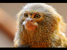 https://image.noelshack.com/fichiers/2020/03/2/1578981564-2053212-le-plus-petit-singe-du-monde-vous-allez-adorer-le-ouistiti-pygmee.jpg
