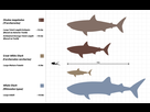 https://image.noelshack.com/fichiers/2020/03/4/1579178680-1280px-megalodon-carcharodon-scale-chart-svg-svg.png