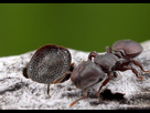 https://image.noelshack.com/fichiers/2020/03/5/1579272003-cephalotes-varians.jpg