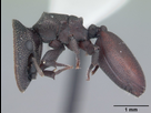 https://image.noelshack.com/fichiers/2020/03/5/1579272205-cephalotes-varians2.jpg