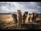 https://image.noelshack.com/fichiers/2020/03/7/1579428792-chevaux-islandais-croises-dans-le-sud.jpg