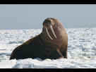 https://image.noelshack.com/fichiers/2020/03/7/1579441304-838-pacific-walrus-bull-odobenus-rosmarus.jpg