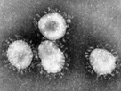 https://image.noelshack.com/fichiers/2020/04/3/1579706625-coronavirus.jpg