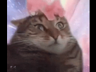 https://image.noelshack.com/fichiers/2020/04/4/1579785712-tenor.gif