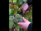 https://image.noelshack.com/fichiers/2020/04/6/1579983775-1200px-grape-gathering.jpg