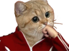 https://image.noelshack.com/fichiers/2020/06/6/1581197489-144199-full.png