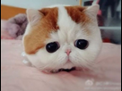 https://www.noelshack.com/2020-09-2-1582630149-sad-cat-face-2.jpg
