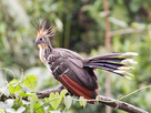 https://image.noelshack.com/fichiers/2020/09/4/1582810200-hoatzin-opisthocomus-hoazin.jpg