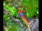 https://image.noelshack.com/fichiers/2020/09/4/1582810234-hoatzin-close-up.jpg