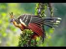 https://image.noelshack.com/fichiers/2020/09/4/1582810251-hoatzin-foubistermurray2016ccsa20.jpg