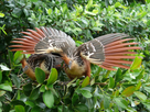 https://image.noelshack.com/fichiers/2020/09/4/1582810349-hoatzin-displaying-6.jpg