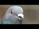 https://www.noelshack.com/2020-10-6-1583537484-pigeon.png
