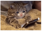 https://image.noelshack.com/fichiers/2020/11/6/1584189861-chat-triste-48369046-346857005927131-2697023390673272832-n.png