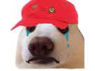 https://image.noelshack.com/fichiers/2020/12/5/1584739018-patatriste.png