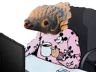 https://image.noelshack.com/fichiers/2020/13/1/1584989373-pangolin-pyjama.png