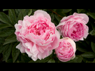 https://image.noelshack.com/fichiers/2020/13/4/1585179276-peonie.jpg
