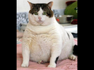 https://www.noelshack.com/2020-13-7-1585449369-chat-obese.jpg