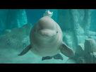 https://image.noelshack.com/minis/2020/14/5/1585933559-beluga-1.png