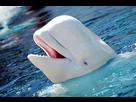 https://image.noelshack.com/minis/2020/14/5/1585933559-beluga-2.png