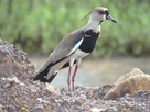 https://image.noelshack.com/fichiers/2020/14/6/1586017764-southern-lapwing-lecheria-04092018.jpg