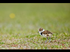 https://image.noelshack.com/fichiers/2020/14/6/1586017947-southern-lapwing-chick.jpg