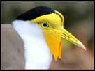 https://image.noelshack.com/fichiers/2020/14/6/1586018227-masked-lapwing-8552521221.jpg