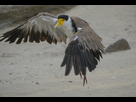 https://image.noelshack.com/fichiers/2020/14/6/1586018389-masked-lapwing-woody-head-bundjalung-np-dec-2015-5-edited.jpg