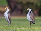 https://image.noelshack.com/fichiers/2020/14/6/1586018758-masked-lapwing-elster-creek-victoria-14-june-2015.jpg