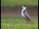 https://image.noelshack.com/fichiers/2020/14/6/1586018816-masked-lapwing-iii-elster-creek-victoria-14-june-2015.jpg